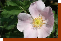 North Dakota State Flower